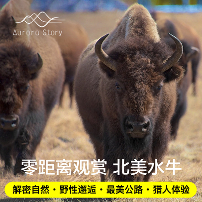 【黄刀镇】北美水牛之旅 Buffalo 野生水牛保护地